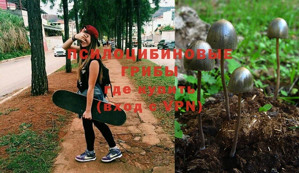 PSILOCYBIN Новозыбков